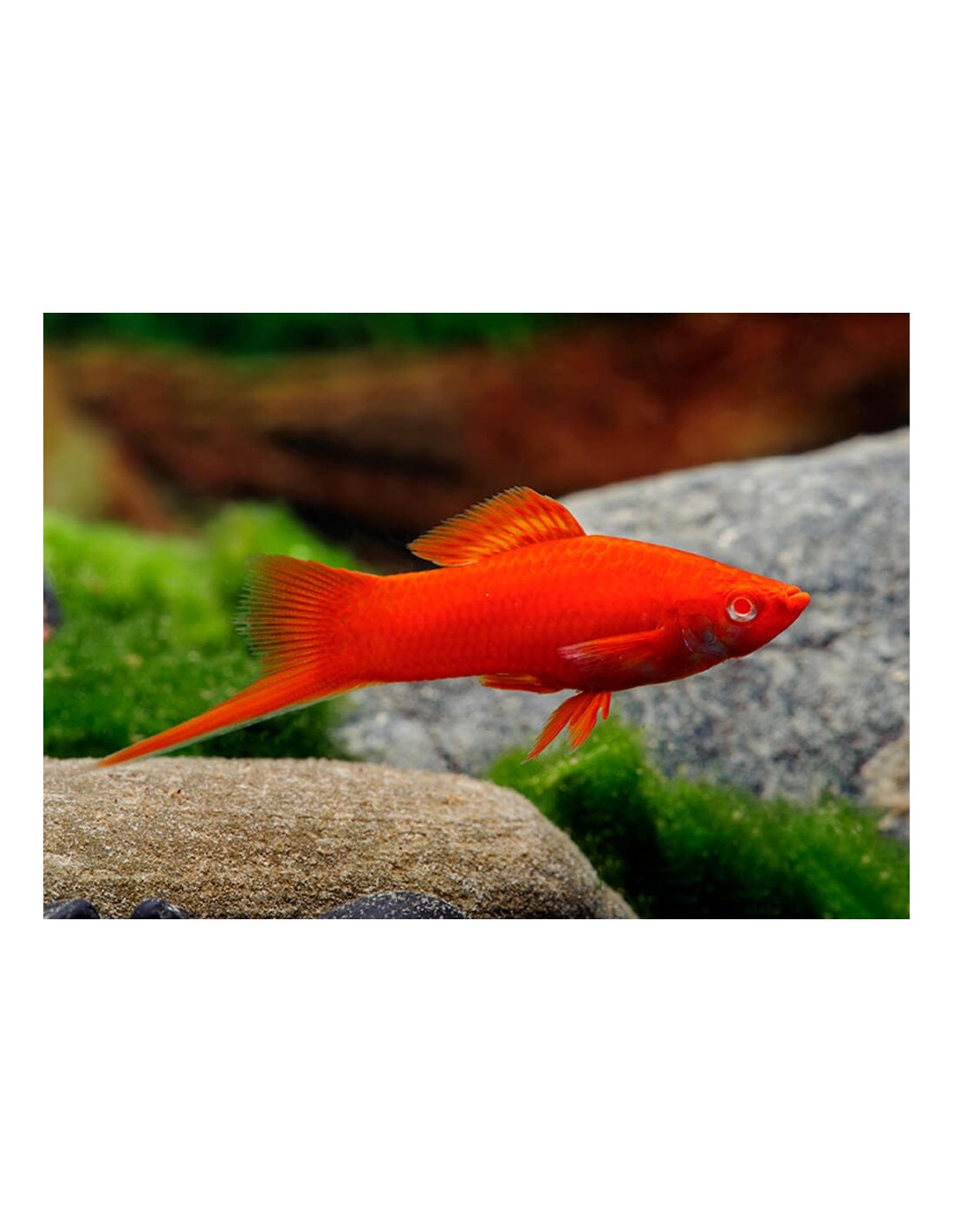 Аквариумные рыбки самара. Меченосец Рубин флаговый. Меченосцы аквариумные рыбки. Меченосец Рубин аквариумная рыбка. Меченосец красный Рубин.