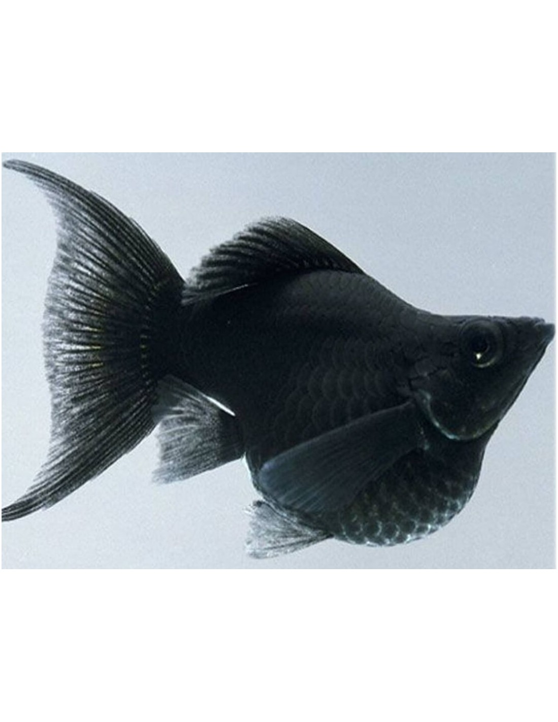 Черная рыба жив. Аквариумная рыбка Моллинезия черная. Чёрная Молли (Моллинезия). Рыбка Моллинезия черная. Молли аквариумная рыбка.